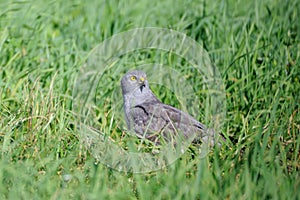 Male Montagus harrier in the grass