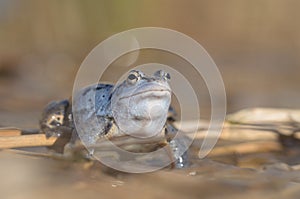 Male Moor frog - Rana arvalis