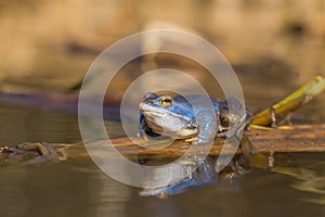 Male of The Moor frog Rana arvalis in Czech Republic