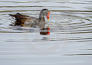 Male Moorhen On Lake