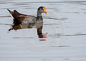 Male Moorhen On Lake