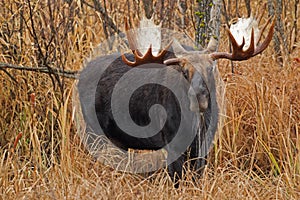 Male Moose drooling in a swampy area