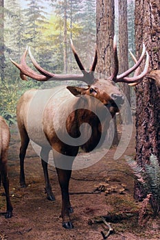 Male moose in forest