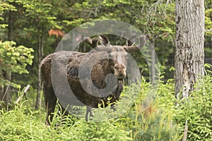 Male moose in a forest setting