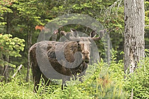 Male moose in a forest setting