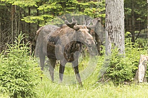 Male moose in a forest setting