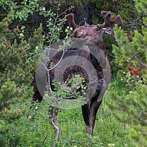 Male Moose Inspects Plant for a Snack