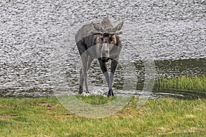Male Moose in a Lake