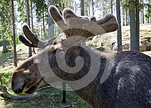 Male moose with new antlers