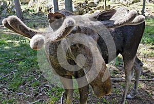 Male moose with new antlers