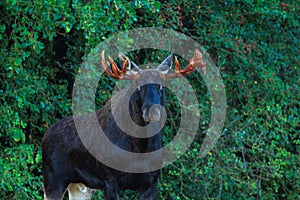 A male moose with split antlers