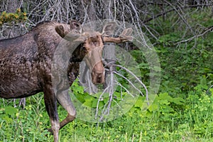 Male Moose Walks into Green Clearing