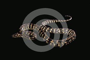 The male morelia spilota harrisoni python on black