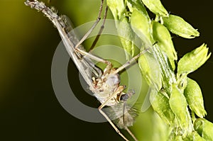 Male mosquito on a green plant