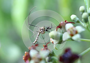 Male mosquito sitting on a sandal wood flower