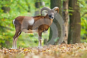 Male Moufflon in the forest