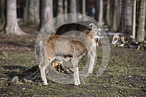 Male moufflon in a park, wintertime