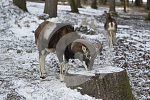 Male moufflon in a park, wintertime