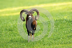 Male mouflon ram with long horns standing on a meadow with green grass in summer