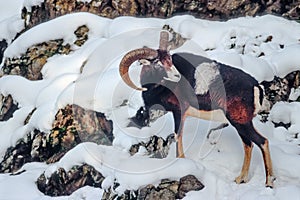 Male mouflon on a snowy slope