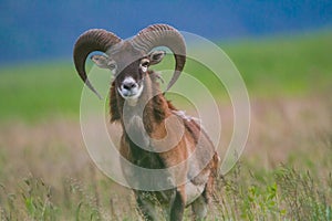 Male of mouflon in spring wild nature, Slovakia