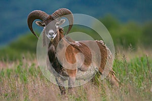 Male of mouflon in spring wild nature, Slovakia