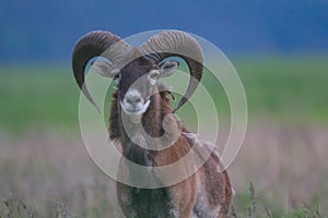 Male of mouflon in spring wild nature, Slovakia