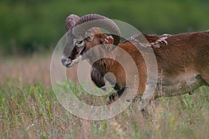 Male of mouflon in spring wild nature, Slovakia