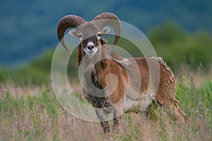 Male of mouflon in spring wild nature, Slovakia