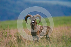 Male of mouflon in spring wild nature, Slovakia