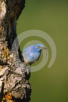 Male Mountain Bluebird