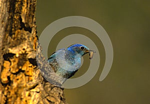 Male mountain Bluebird