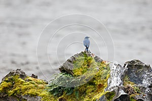 Male Mountain Bluebird