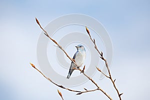 Male Mountain Bluebird