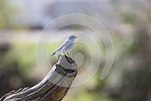 Male Mountain Bluebird