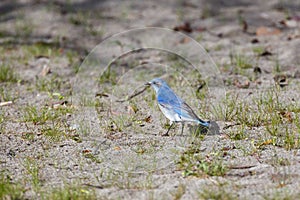 Male Mountain Bluebird