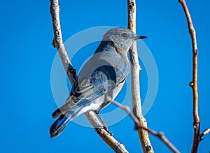 Male Mountain Bluebird