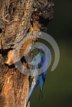 Male mountain Bluebird