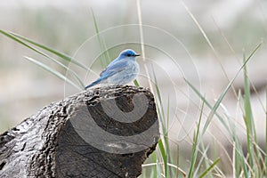 Male mountain bluebird