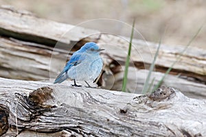 Male mountain bluebird