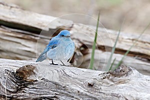 Male mountain bluebird