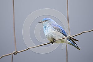 Male mountain bluebird on fence