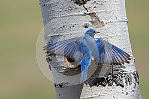 A Mountain Bluebird Lands at the Nest Cavity