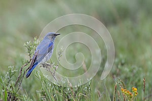 A male Mountain Bluebird perched on bitterbrush