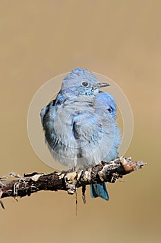 Male Mountain Bluebird Sialia currucoides