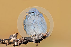 Male Mountain Bluebird Sialia currucoides