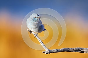 Male mountain bluebird sitting on a stick