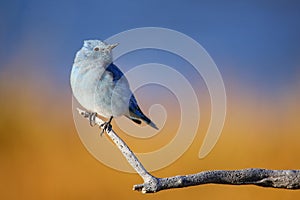 Male mountain bluebird sitting on a stick