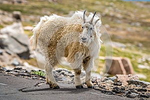 Male mountain goat in Mount Evans near Idaho Springs, Colorado