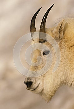 Male Mountain Goat Portrait